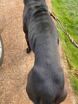 My 18 month old cane corso came home with every bone in his body exposed.