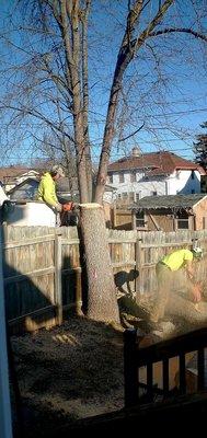 Amberjack Tree Service