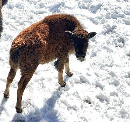 Baby bison are out and about at the park