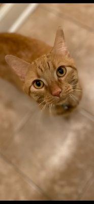 Murray Pet Resort & Spa