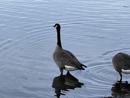Canada goose