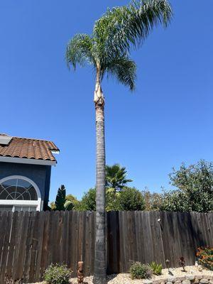 Top Notch Tree Service