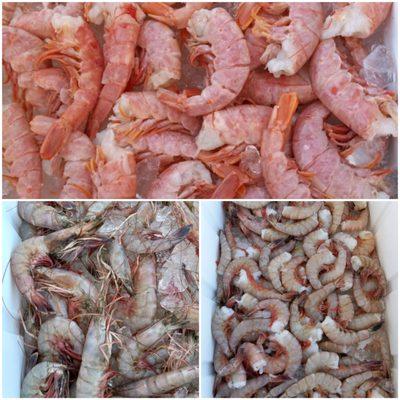 Royal Reds, Heads on and Heads off shrimp