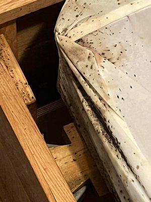 On a Roll Pest Control