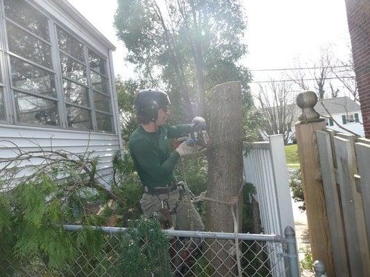 Arrow Professional Tree Service