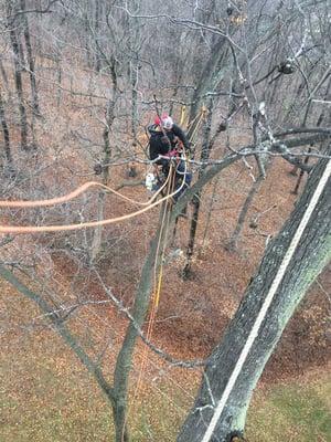 Twin Cedars Tree Service