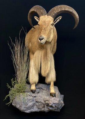 Chisholm Trail Taxidermy