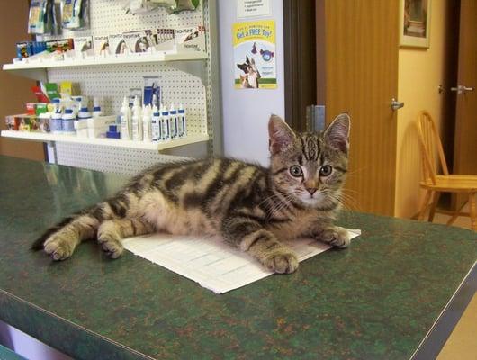 Compassionate Care For Your Family Pet