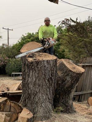 Removal bigger black walnut