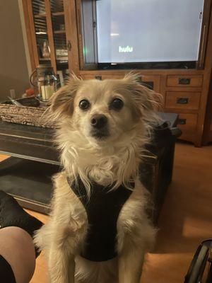 Noah (son of Marleigh), Blue Mountain Client