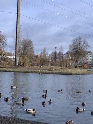 Duck pond
