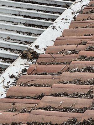 Affordable Solar Cleaning Pros