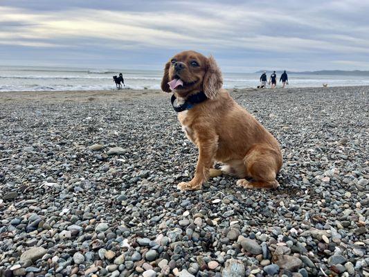 Practice Dog Training