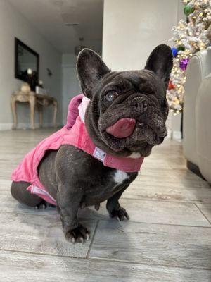 Corona Community Veterinary Hospital