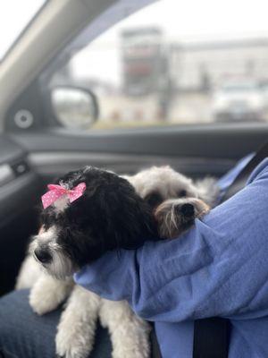 My 2 new Teddy Bears were groomed and loved the great service.
 Thank you we'll be back.