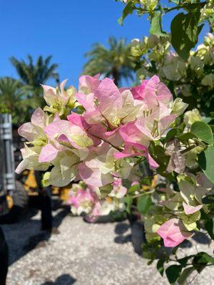 Green Wholesale Center