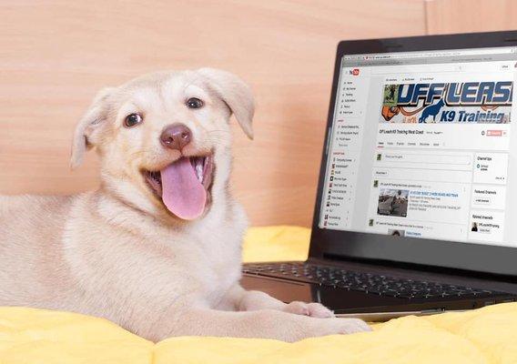 Off Leash K9 Training