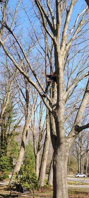 Top Cut Tree Service
