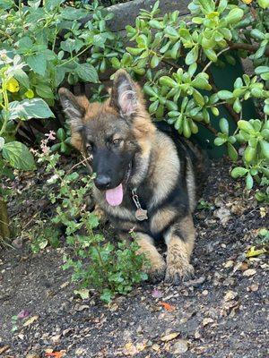 Country Kennels and Dawg Waterpark