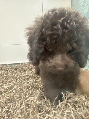 Mini poodle