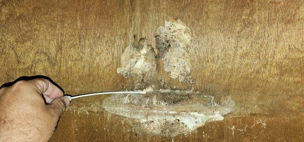 Mold Inspection Service