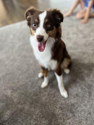 Post spa day and so fluffy!