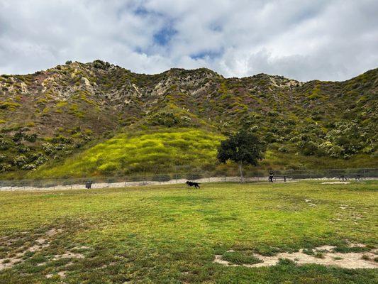 Big dog park May 2023