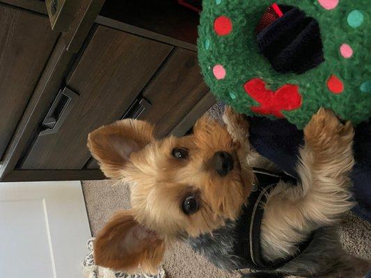 Resort for Pets - Haslet