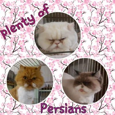 Today was more like"cats Galore"