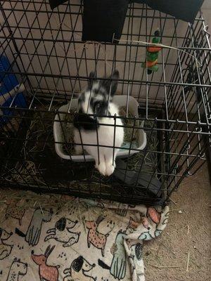 Animal Medical Center