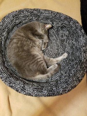 Compassionate In-Home Euthanasia