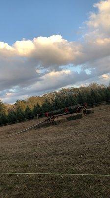 Country Pines Christmas Tree Farm