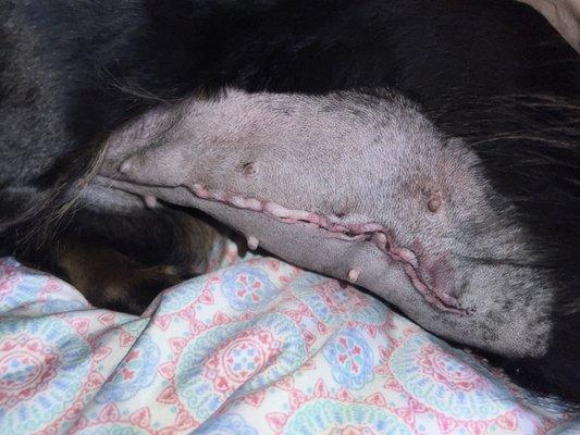 Osage Animal Hospital