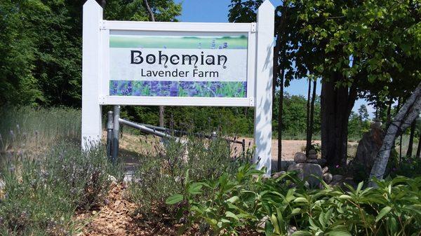Bohemian Lavender Farm