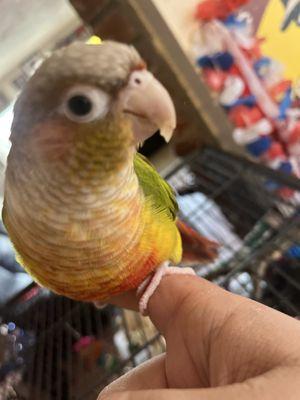 Rosemont High School