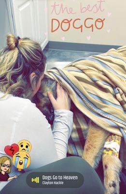Small Animal Emergency Services