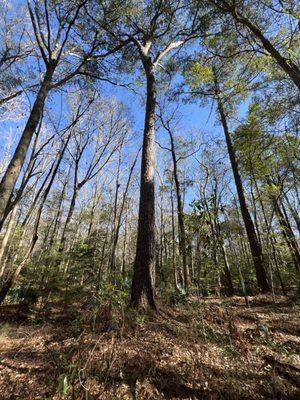 Oakbrook Nature Trail