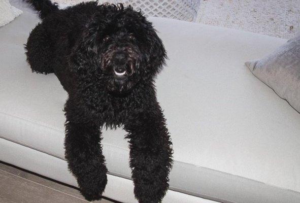 Wiggles Waggles and Tails