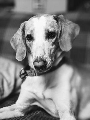 SagePet Home Veterinary Care