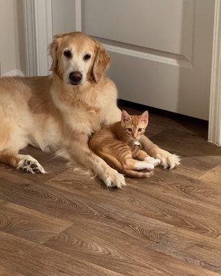 Grace Animal Hospital