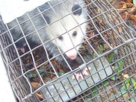 Jacksonville Wildlife Pest Removal