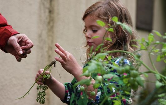 Discovering how food grows and where vegetables come from while tending the preschool garden.