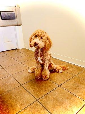 The Barking Lot - Milan