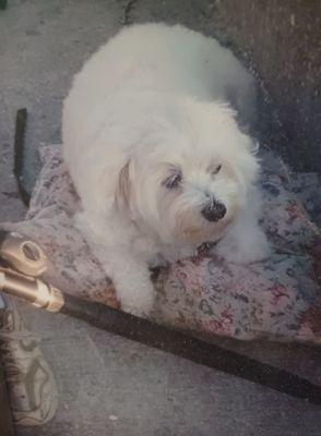 Dogwood Animal Clinic