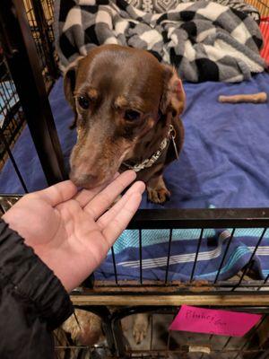 Stephanie’s Pet Nanny Service