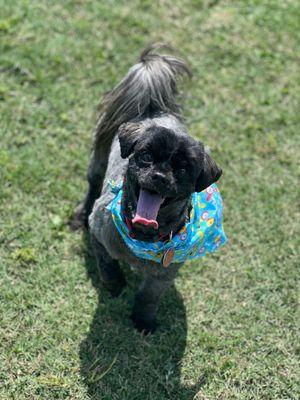 Pampered Paws by Best Friends