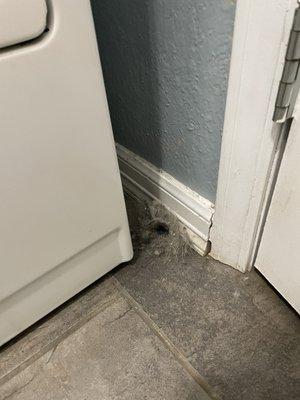 Animal fur and lent/dander