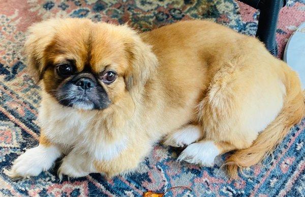 Animal Care of Mobile County