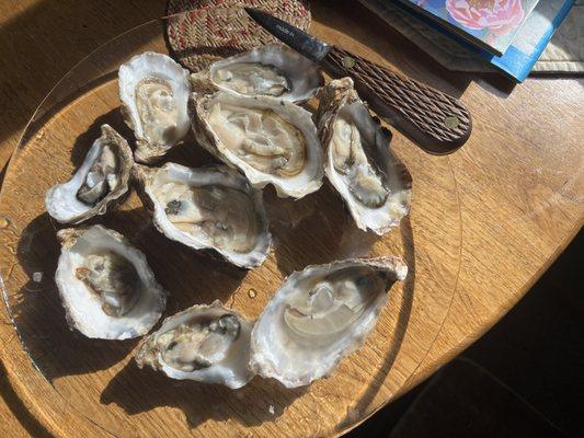 Jakolof Bay Oyster