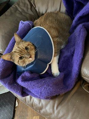 Norbeck Animal Clinic